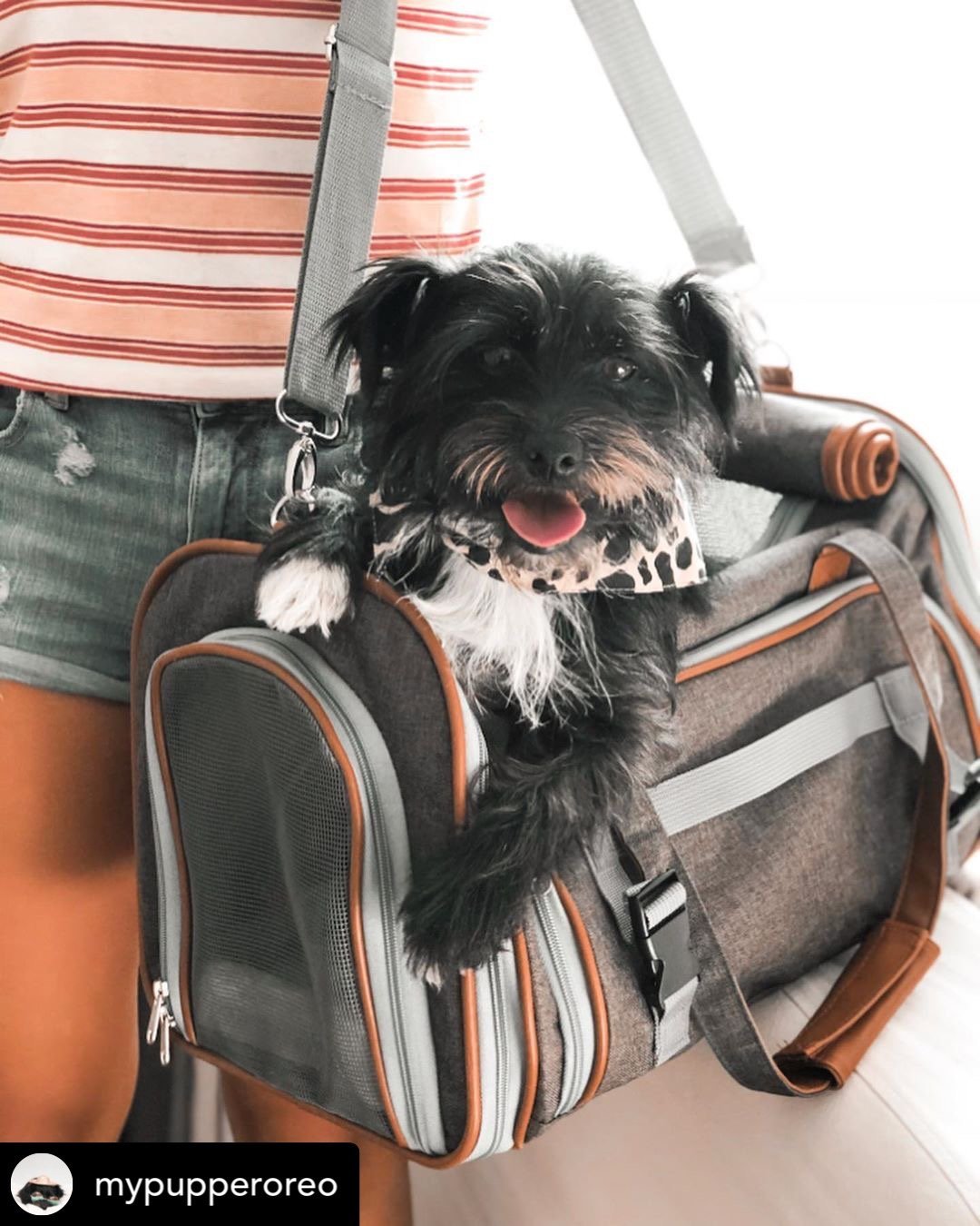 Gold Series Big Apple XL Size Airline Compliant Expandable Pet Carrier