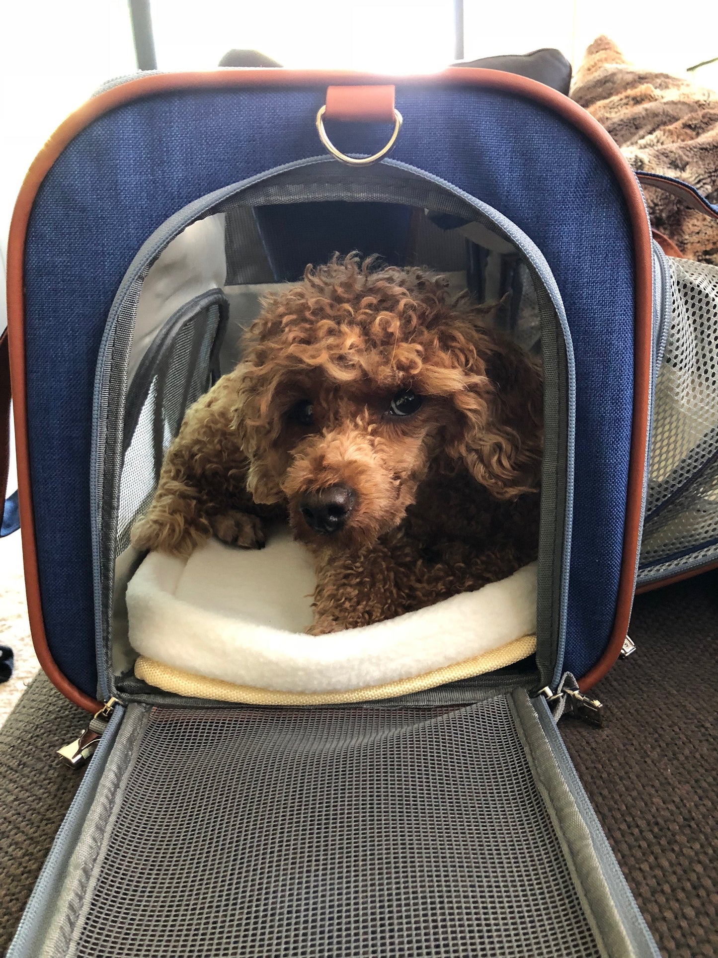 Gold Series Big Apple XL Size Airline Compliant Expandable Pet Carrier