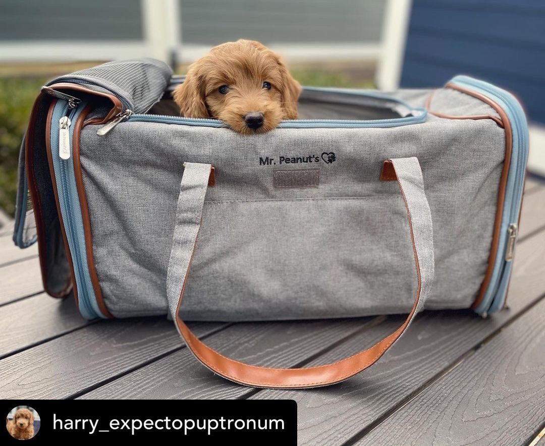 Gold Series Big Apple XL Size Airline Compliant Expandable Pet Carrier