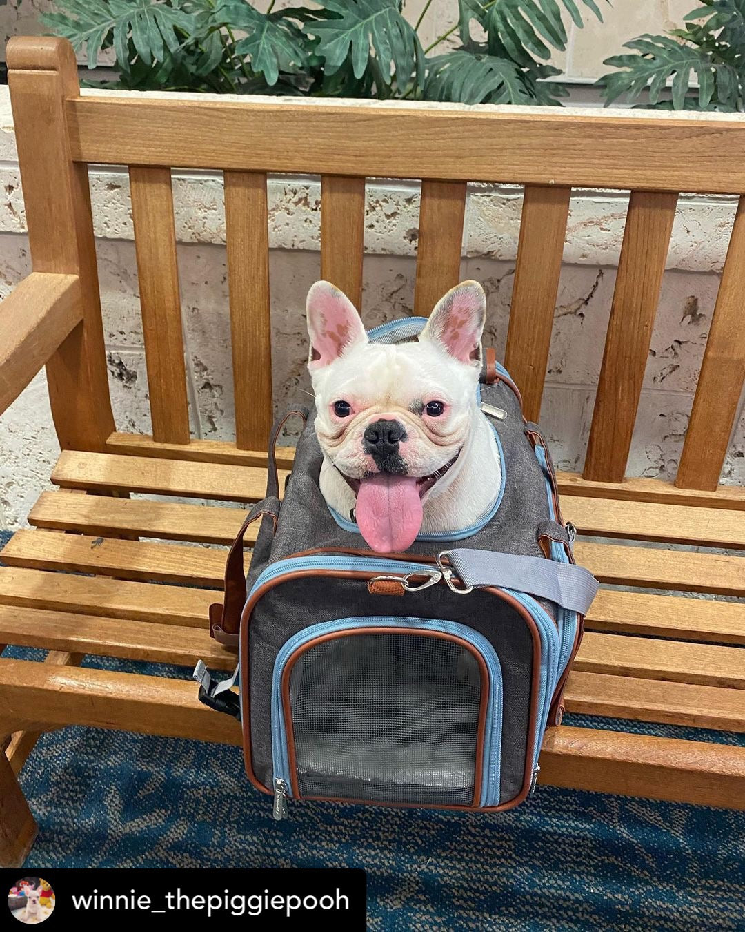 Gold Series Big Apple XL Size Airline Compliant Expandable Pet Carrier