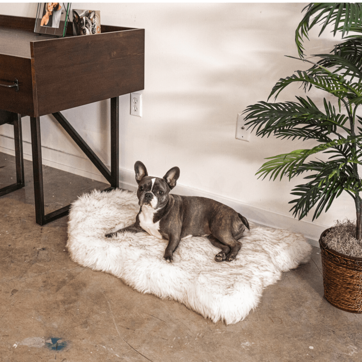 Faux Fur Orthopedic Dog Bed - Curve White with Brown Accents
