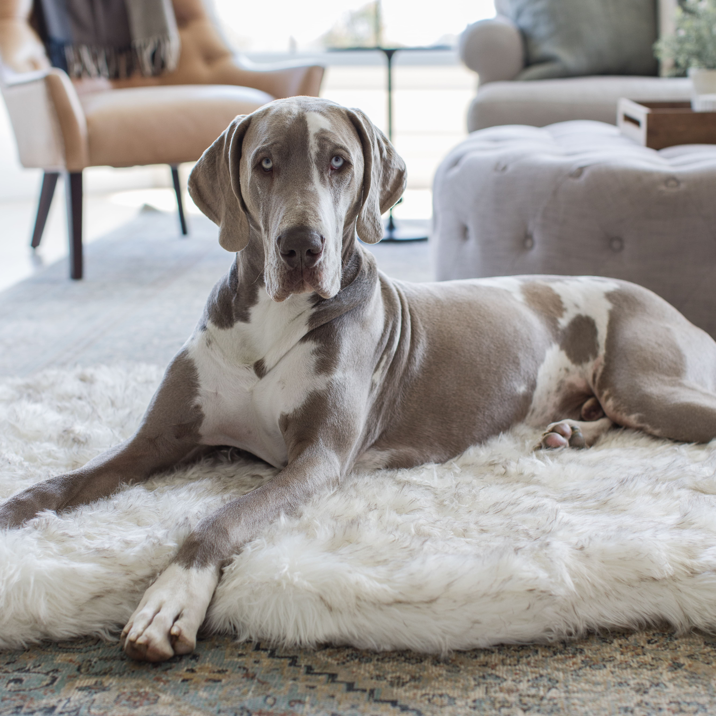 Faux Fur Orthopedic Dog Bed - Curve White with Brown Accents
