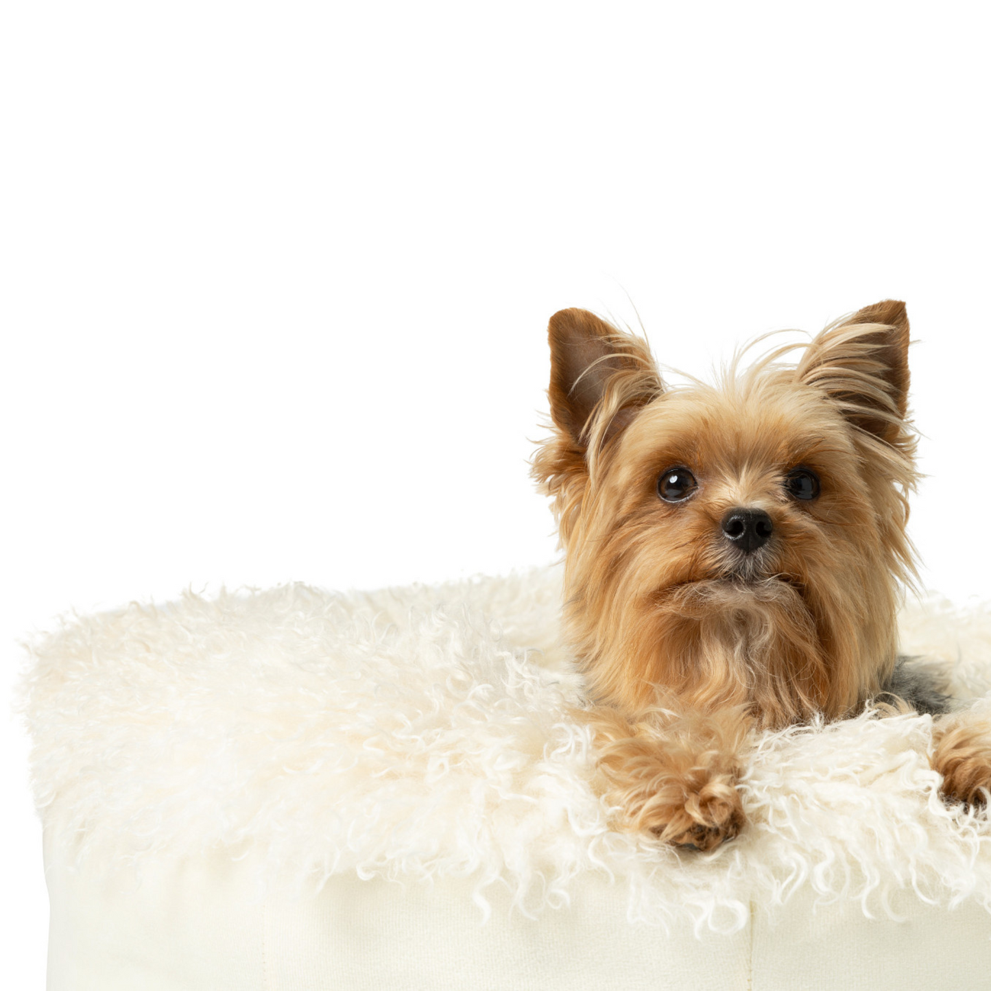 Luxe Faux Fur Donut Dog Bed - Plush Sheep Ivory